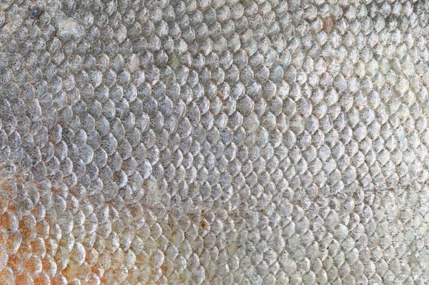 Textura de peixe Pacu.
