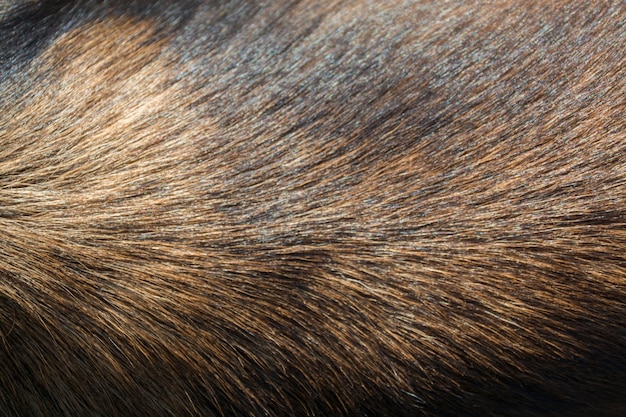 textura de pele de cão, cão de cabelo