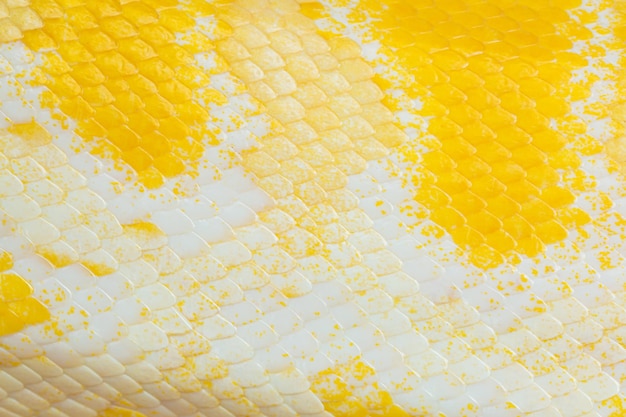 Textura de pele de cobra amarelaProdutos de couro Couro amareloPele de cobra