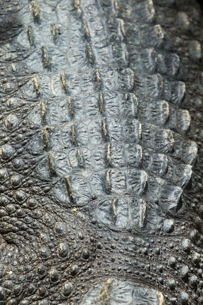 Textura de pele de crocodilo close-up