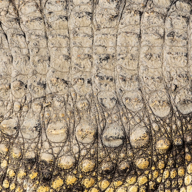 Foto textura de pele de crocodilo