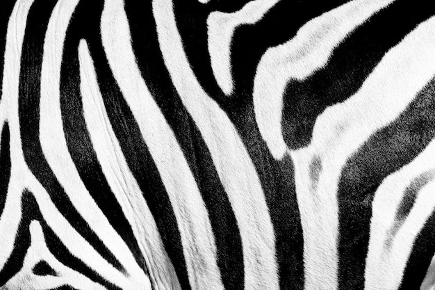 Textura de pele de zebra. listras pretas e brancas.