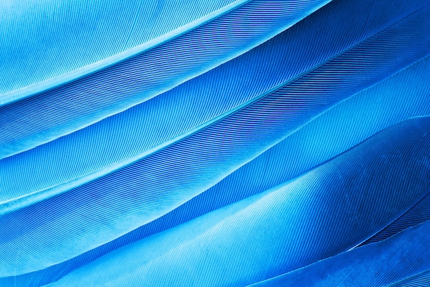 Foto textura de penas azuis