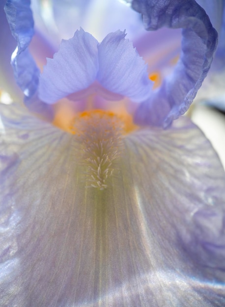 Textura de pétalas e flor de íris closeup