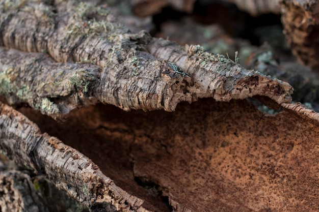 Textura de prancha de cortiça crua