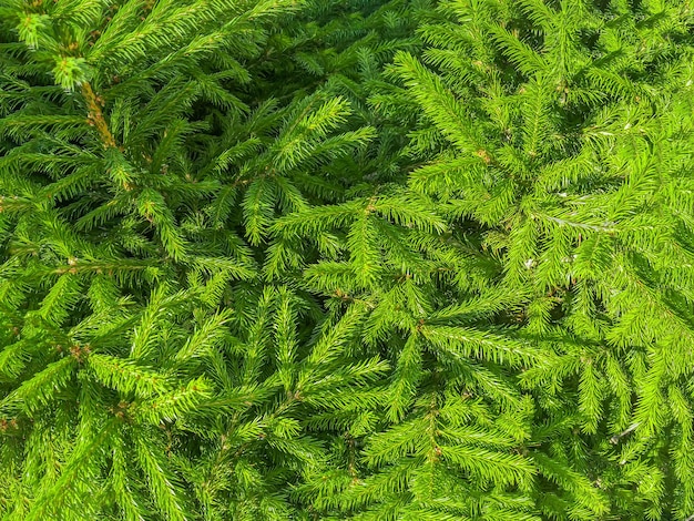 Textura de ramos de abeto Ramos com agulhas verdes fechadas Fundo natural da árvore de Natal