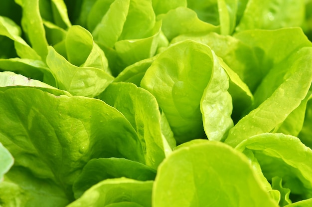 Textura de salada. Alface verde crescendo na horta.