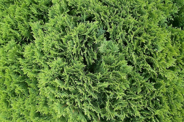 Textura de thuja verde de fundo natural