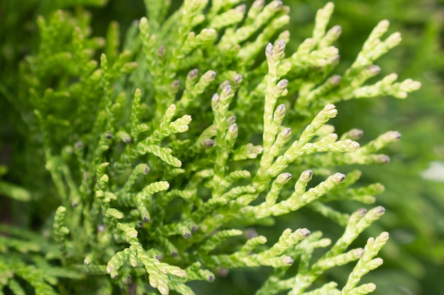 Textura de thuja verde de fundo natural