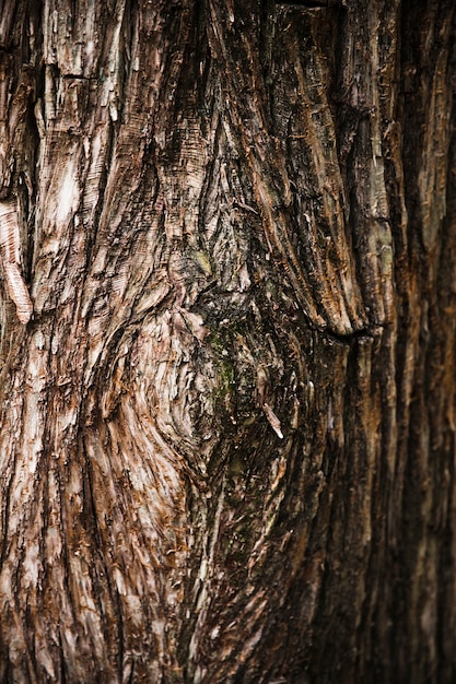 Foto textura de tronco de árvore close-up