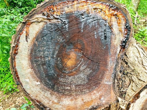 textura de tronco de árvore na floresta