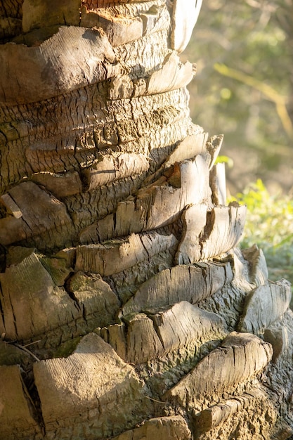 Textura de tronco de palmeira data fechar fundo de madeira Foto de alta qualidade