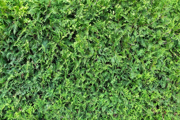 Textura de um arbusto verde