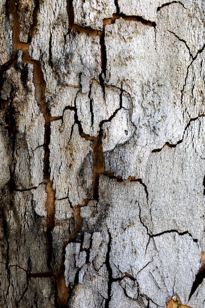 Textura de um close de tronco de árvore