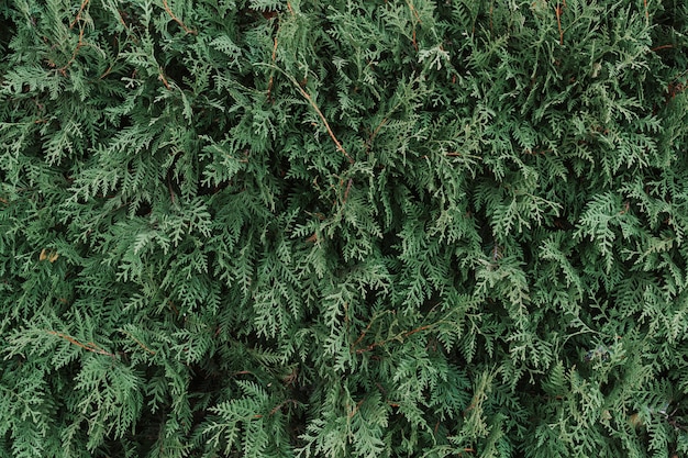 Textura de um close-up de planta verde, parte de um thuja