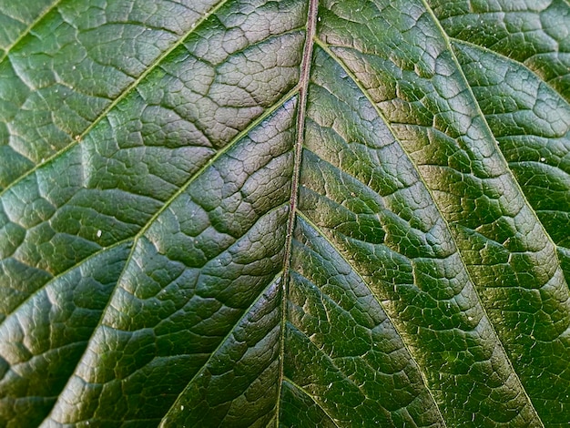 textura de uma folha verde de close-up de uvas selvagens