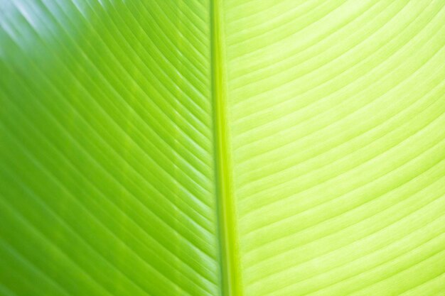 Textura de uma folha verde de uma samambaia com veias fechadas