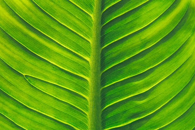 Textura de uma folha verde para o fundo, foco suave