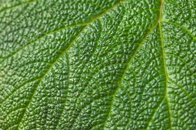 Textura de uma grande folha verde tropical com linha branca.