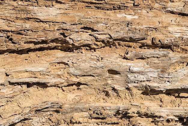 Textura de uma madeira podre