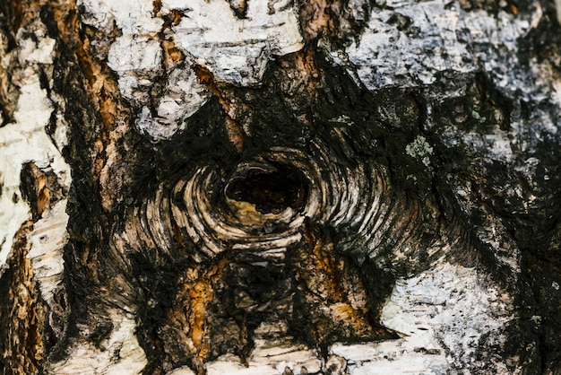 Textura detalhada da casca de vidoeiro na macro. Fragmento incomum da superfície manchada do bétula com oco close-up. Ferimento da árvore com espaço da cópia. Belo alívio.