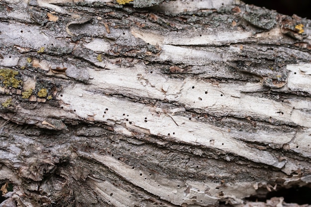 Textura detallada de la corteza de un árbol