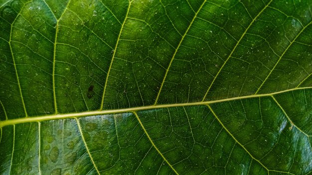 Textura detallada de la hoja verde