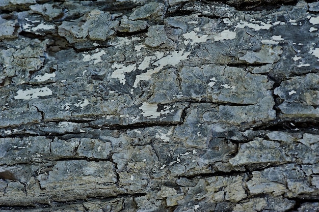 Textura de detalle de tronco de árbol de nuez vieja como fondo