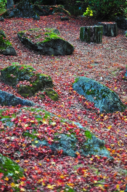 Textura do fundo da folha do outono (Momiji) em Japão.