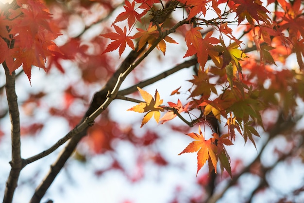 Foto textura do fundo da folha do outono (momiji) em japão.