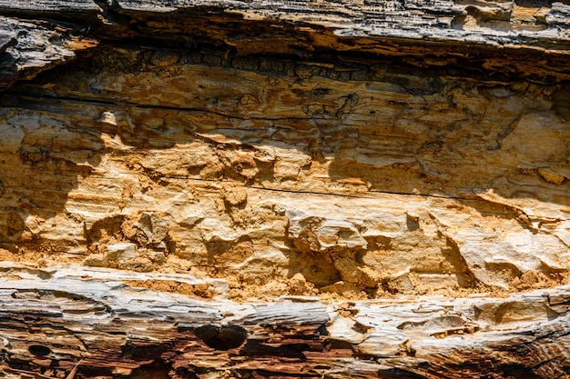 Textura do log danificada por pragas de madeira. Padrão de madeira para o fundo