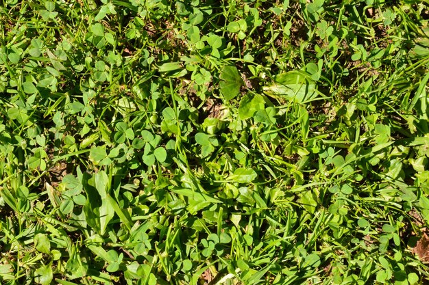 Foto textura do padrão de grama verde