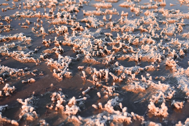 Textura do sal rosa Detalhe do lago rosa