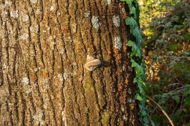 Textura do tronco de árvore na floresta Fechar a textura de uma velha casca de carvalho