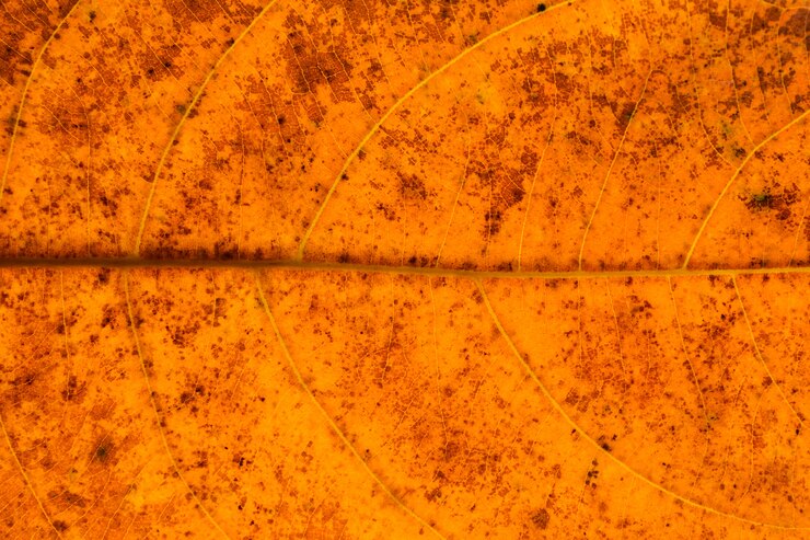 Foto textura e detalhe de folhas secas de laranja - fundo