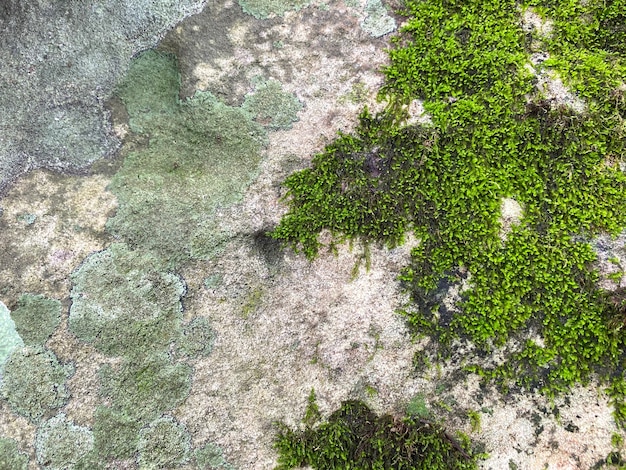 Foto textura e fundo de musgo verde