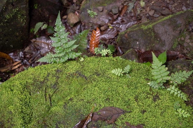 Textura e superfície da planta selvagem de folha verde na floresta tropical