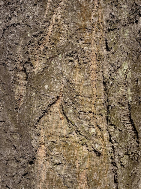 Textura em relevo da casca da árvore Padrão de fundo natural da casca da árvore