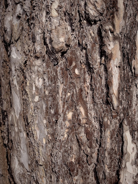 Textura em relevo da casca da árvore Padrão de fundo natural da casca da árvore