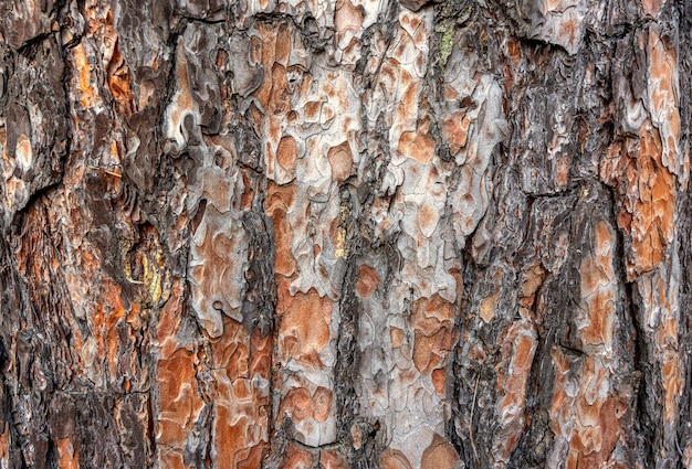 Textura em relevo de casca de pinheiro