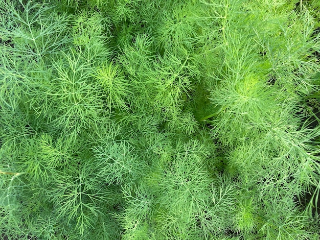 Textura de eneldo verde que crece en camas Hierbas frescas en huerta Concepto de agricultura productos orgánicos y estilo de vida ecológico Cerrar