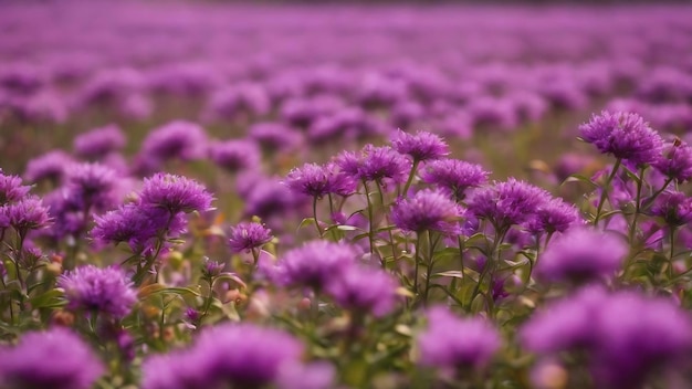 Foto textura de enfoque selectivo de flores púrpuras jardines de campo fondo de otoño