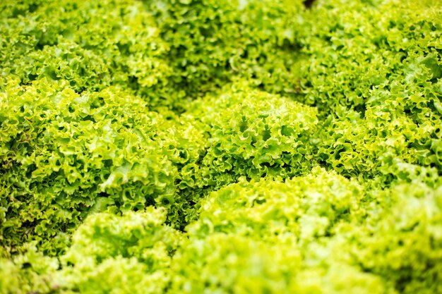 Textura de ensalada verde