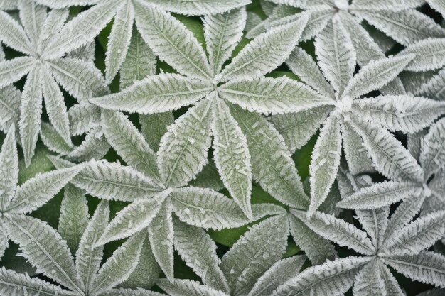 Textura de la escarcha en una hoja