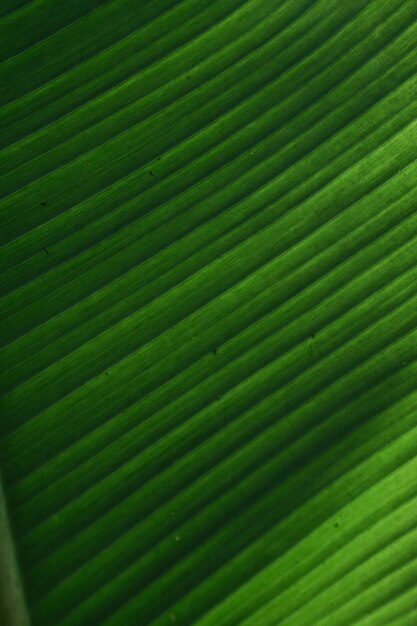 Textura estética da folha verde com gradiente de sombra