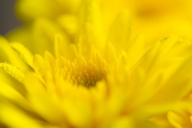 textura de flor amarilla macro, fondo de flor amarilla,