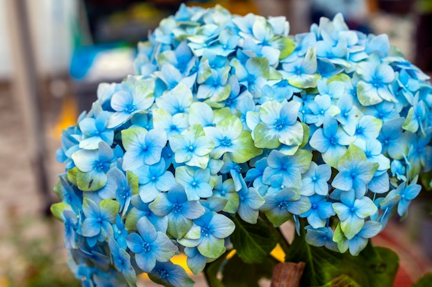 textura de flor azul claro, fondo decorativo