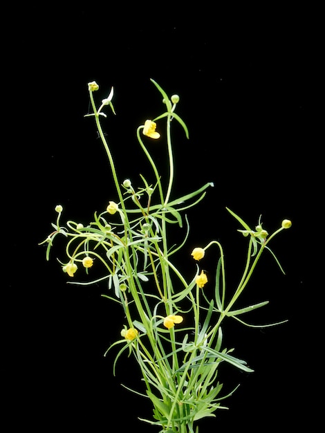 La textura de la flor de ranúnculo