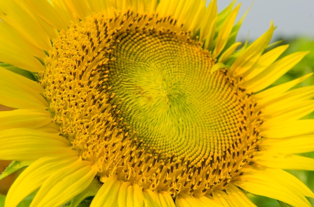 textura de la flor del sol