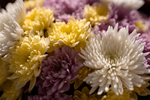 Textura de flores de crisantemo blanco amarillo y rosa